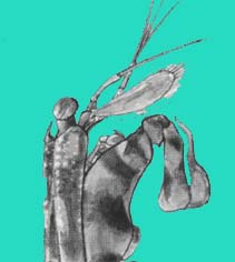 Adapted from  'A Guide to Seashores of East Africa'